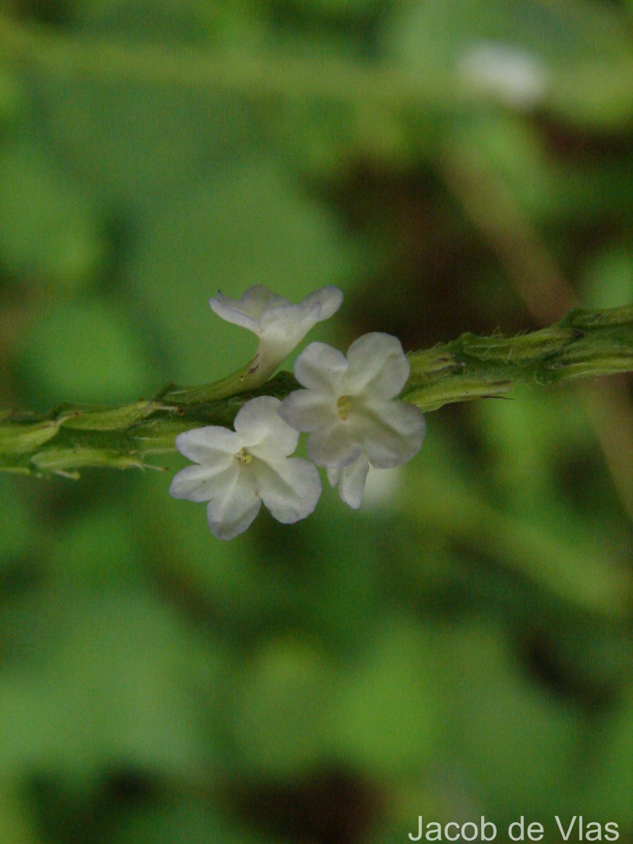 Stachytarpheta cayennensis (Rich.) Vahl